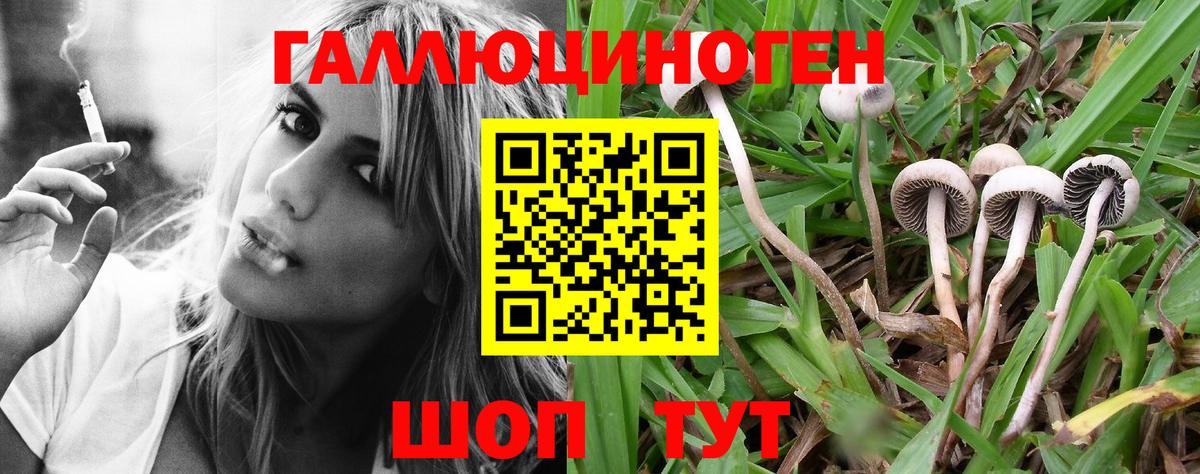Псилоцибиновые грибы MAGIC MUSHROOMS  Вход с VPN  Чайковский 